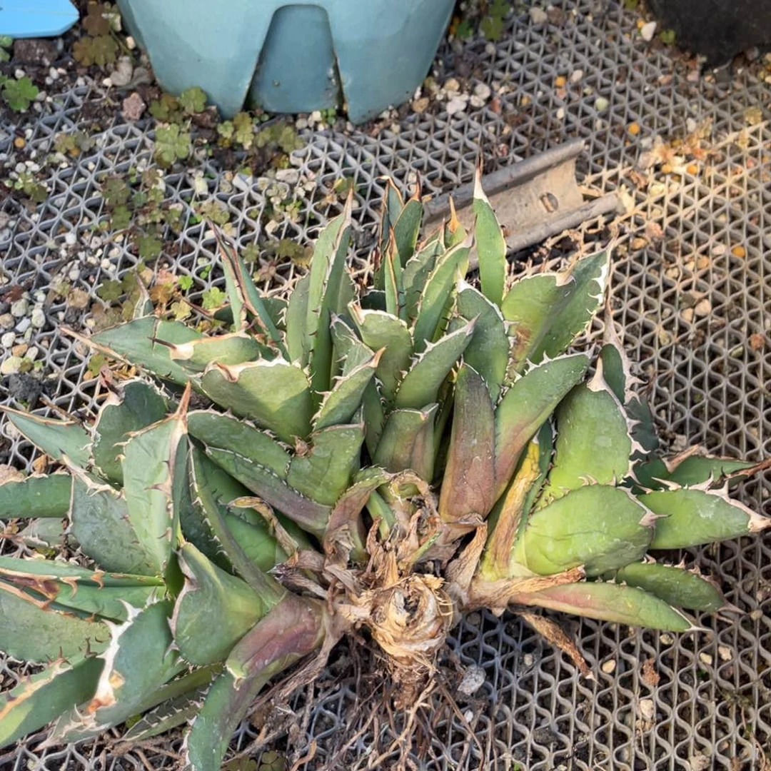 无花朵群生龙舌兰