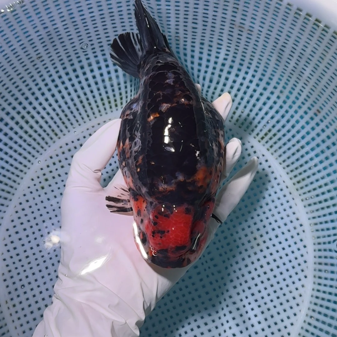 金鱼类不分公母16