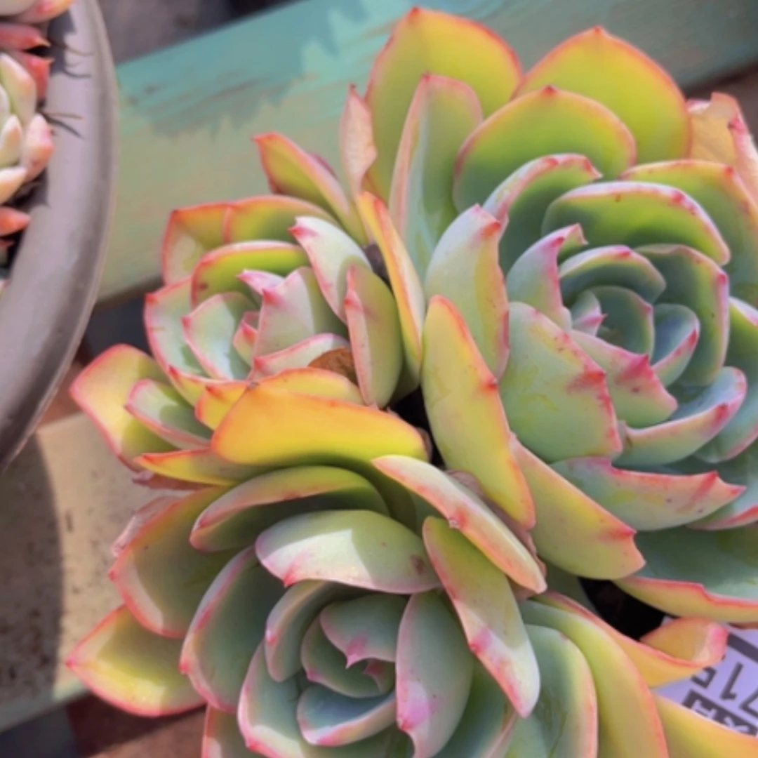 【闪购商品】美国蓝光1715