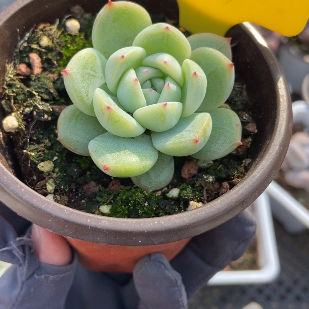 896雪花珍妮多肉植物保护