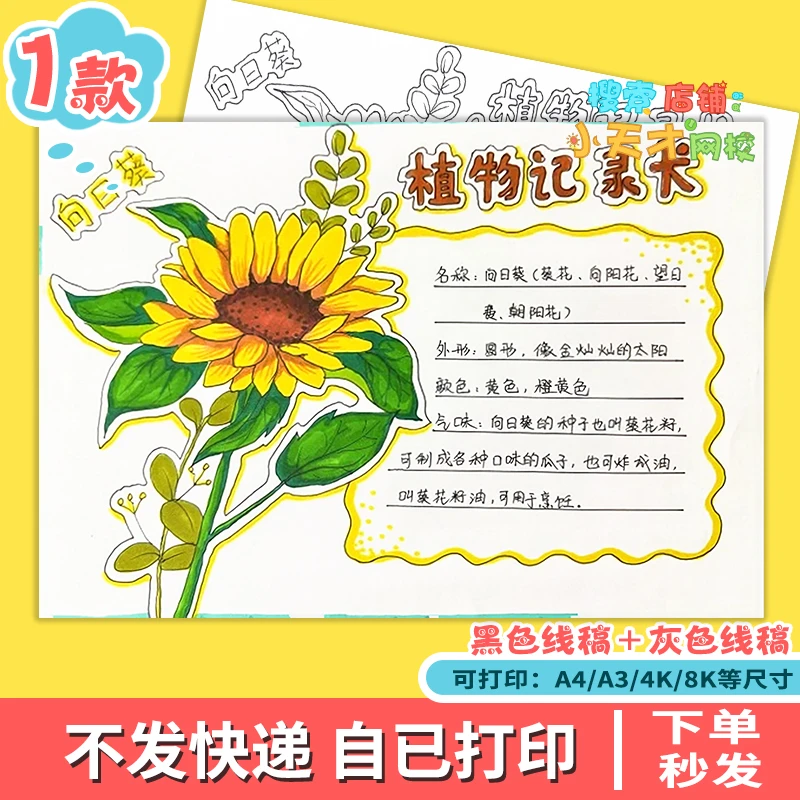 向日葵观察植物记录卡手抄报我的植物朋友名片读书卡e335