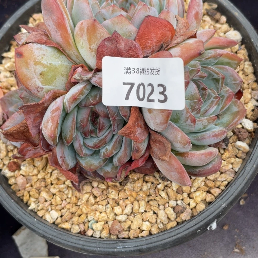 路***升7023全明星小群生多肉植物