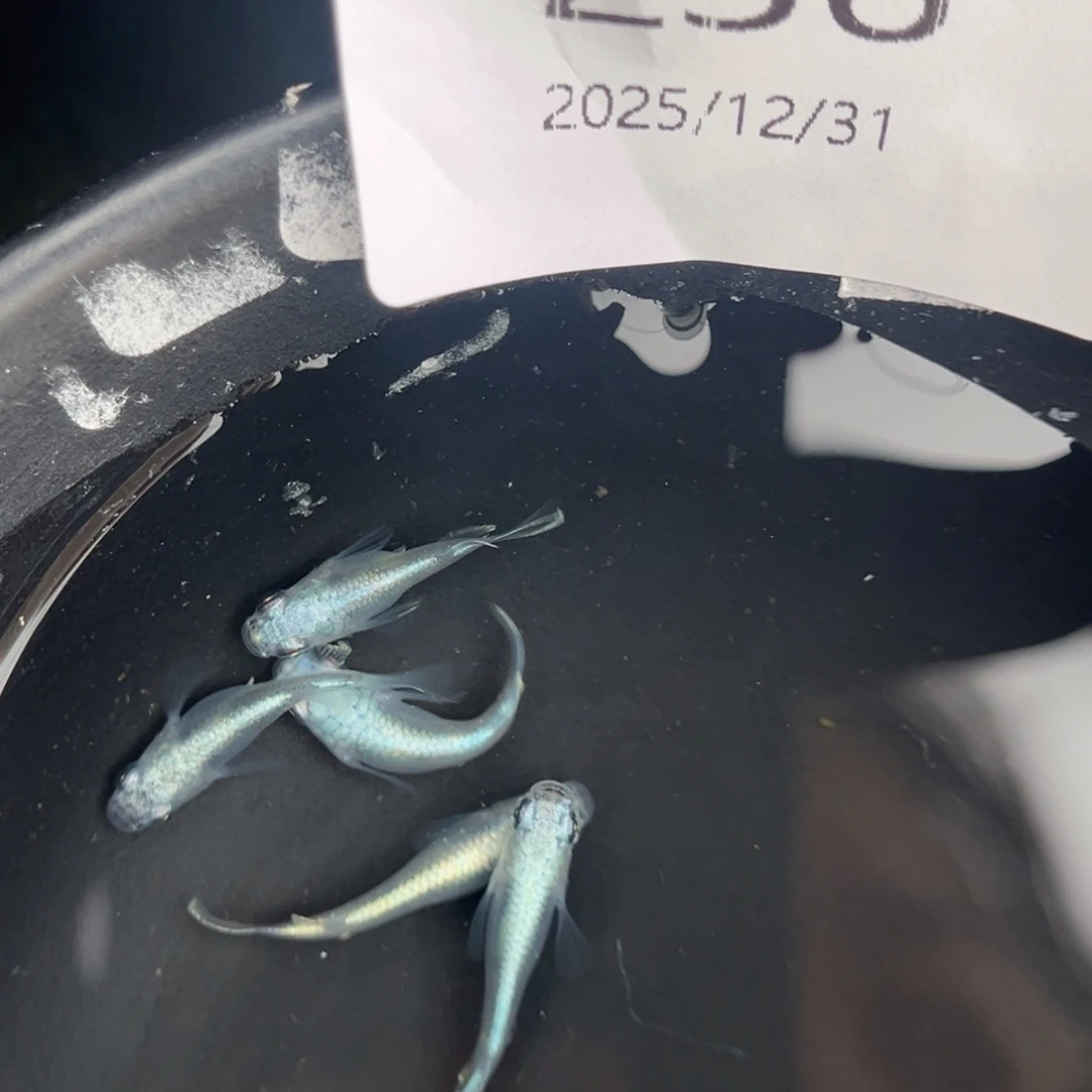 青鳉鱼236短干之五尾