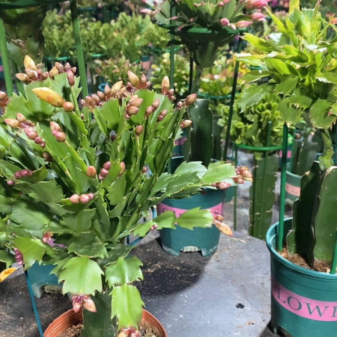 【闪购商品】当前无花朵，栽培后可花朵25