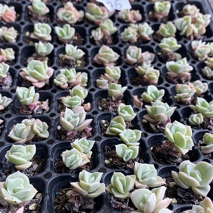 96 多肉植物组合盆栽花卉
