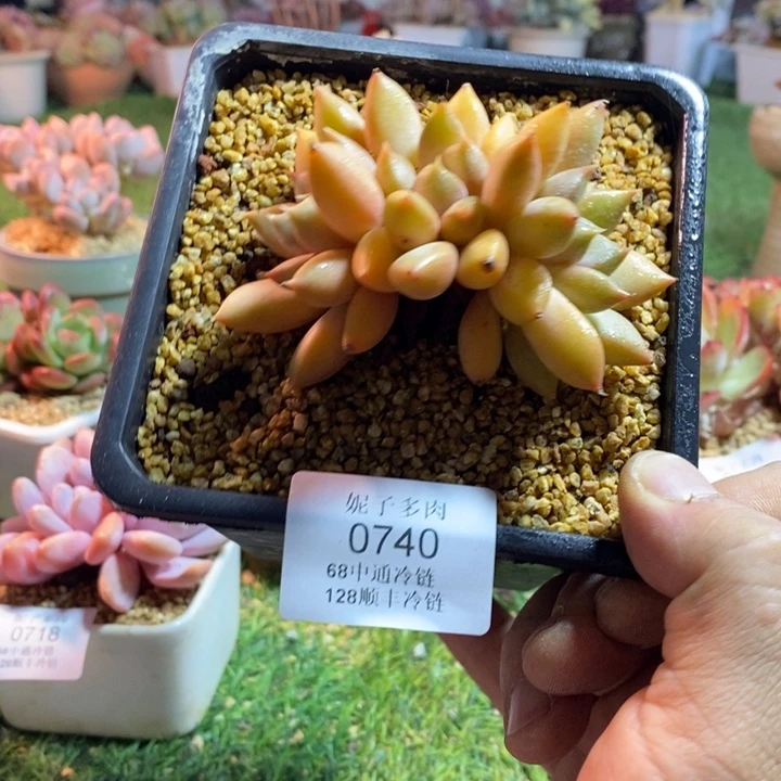 0740啊啊啊啊啊啊啊啊
