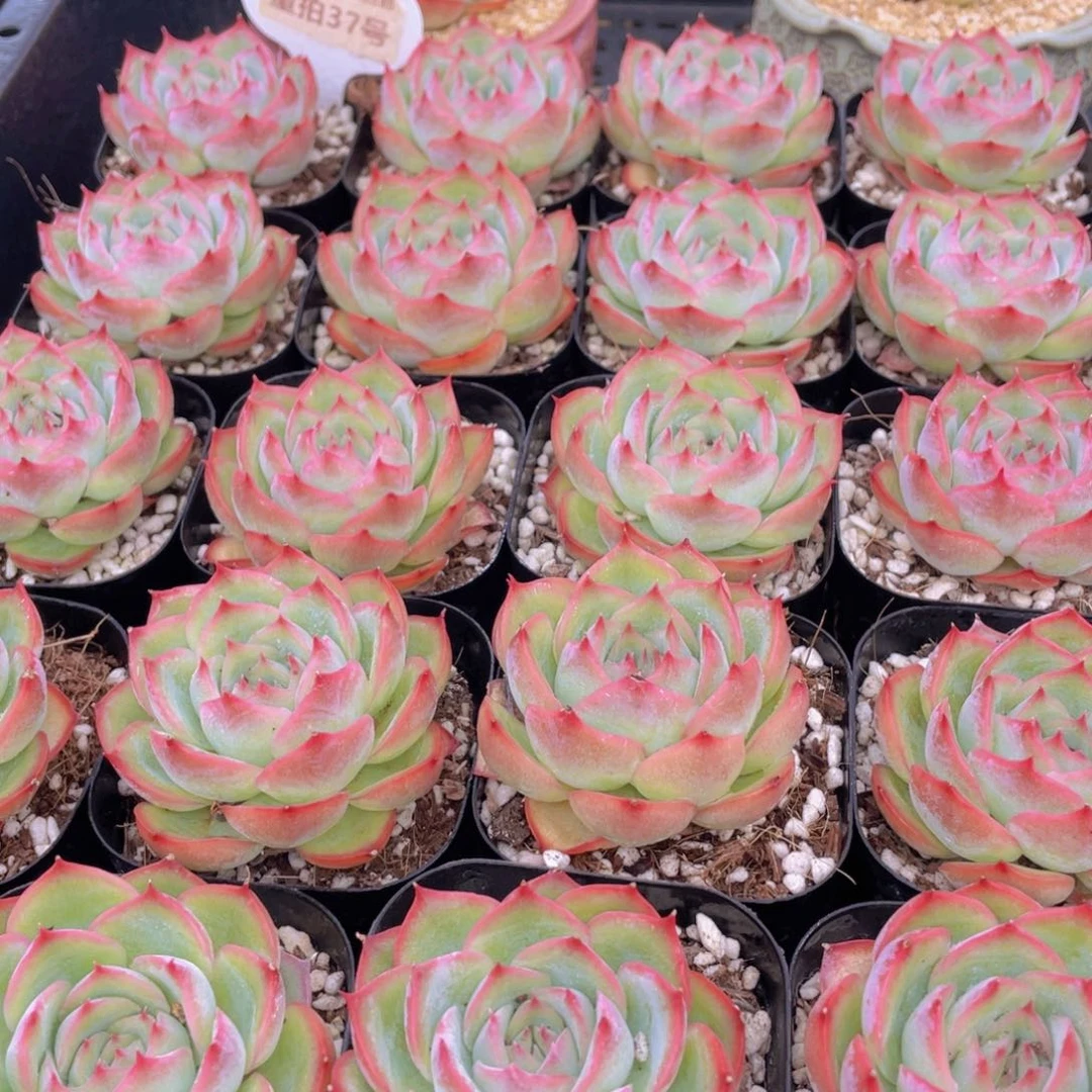 量拍37号 玫瑰花粉侧影单头一个