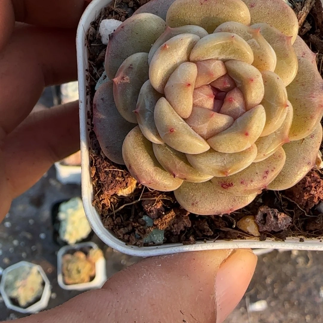 多肉小卡拉米糖心一物一拍