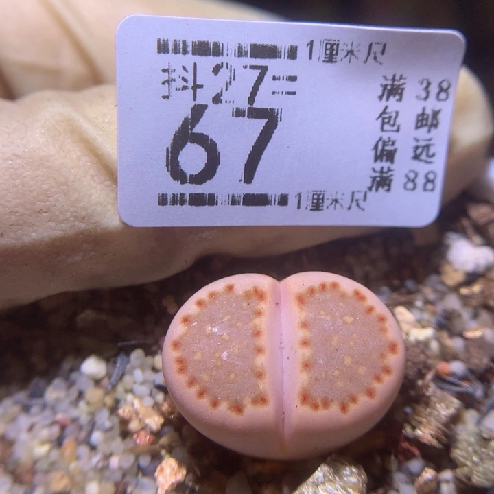 精品生石花27.67