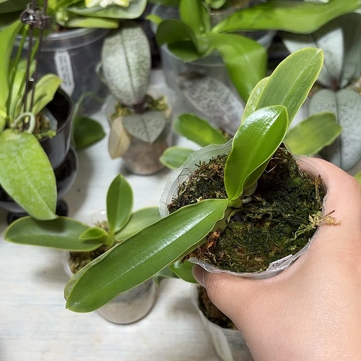 1***1大部分开放少量花苞蓝路德