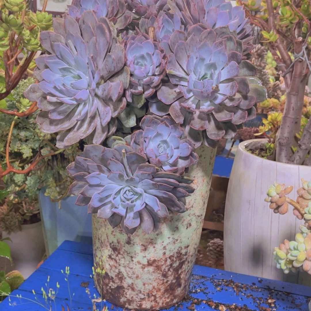 娜*多肉植物保护研究所