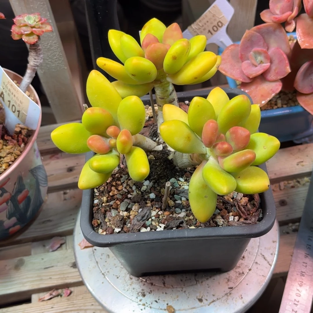 人***。芒果奶又晒伤多肉植物funvyinjin