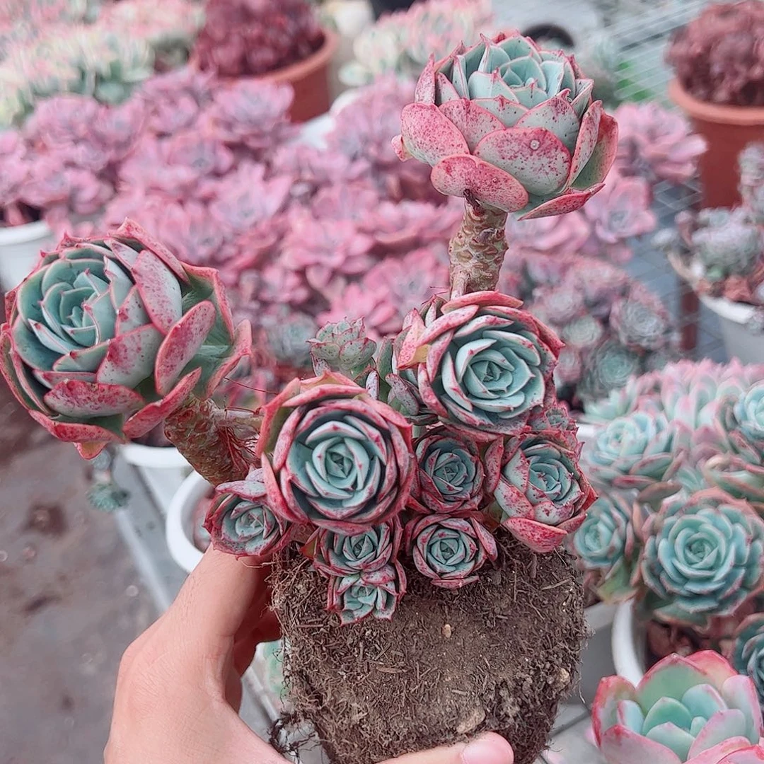 克罗地亚玫瑰多头造型