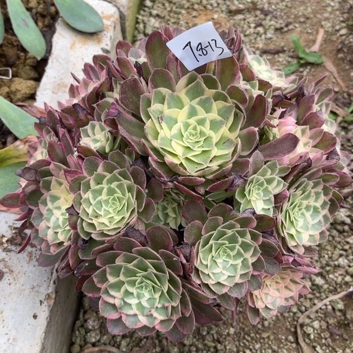 花***域7-8-13西施法师锦寄养