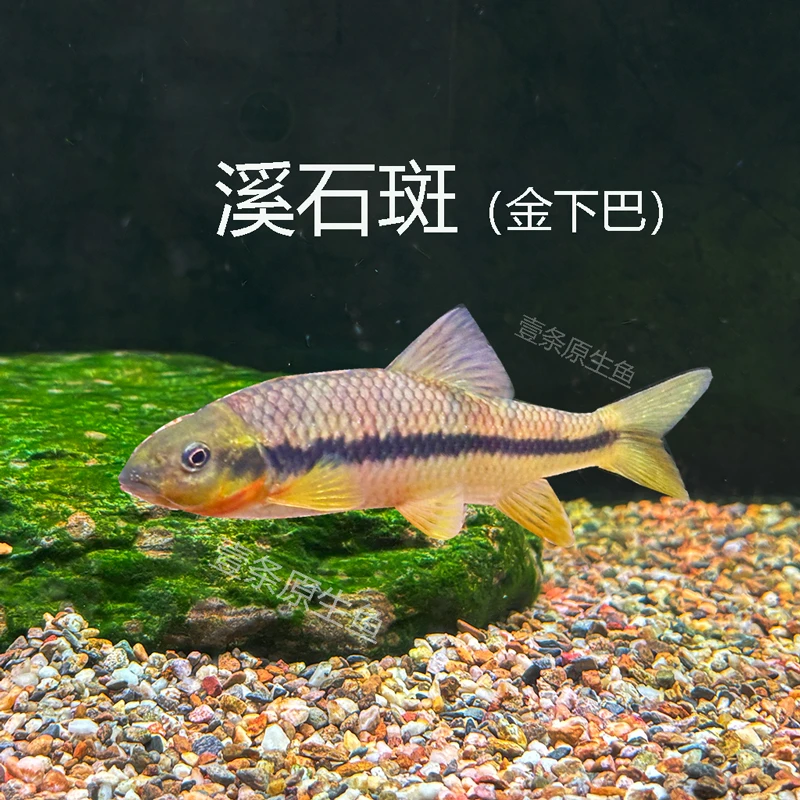金下巴溪石斑观赏鱼冷水鱼原生鱼溪流缸草缸适合养群游好养耐活