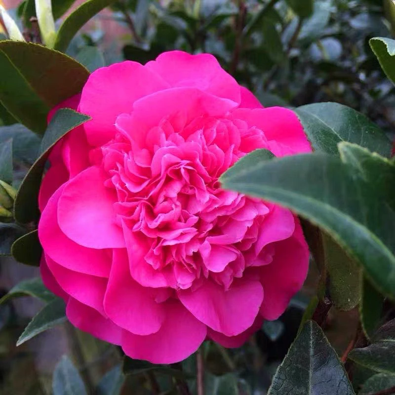 黛比山茶花名贵开花紫色正宗树形优美庭院阳台易活茶花苗盆栽