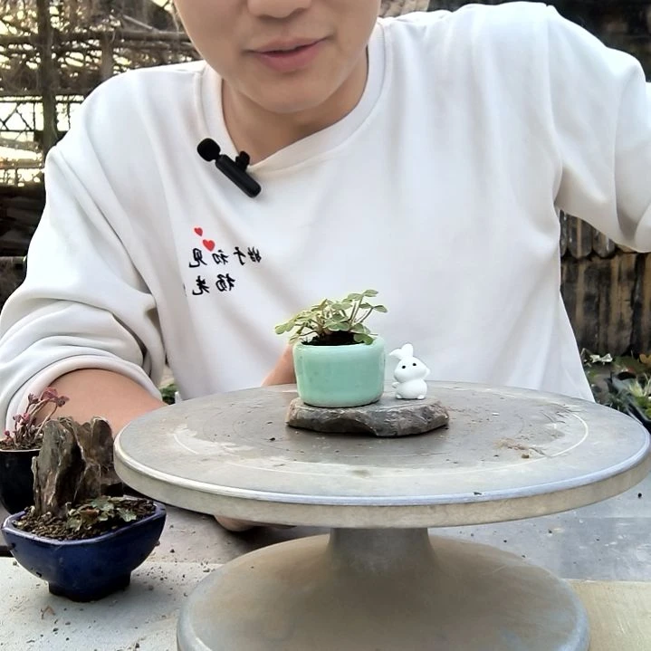 小*子小盆景小植物一物一拍139