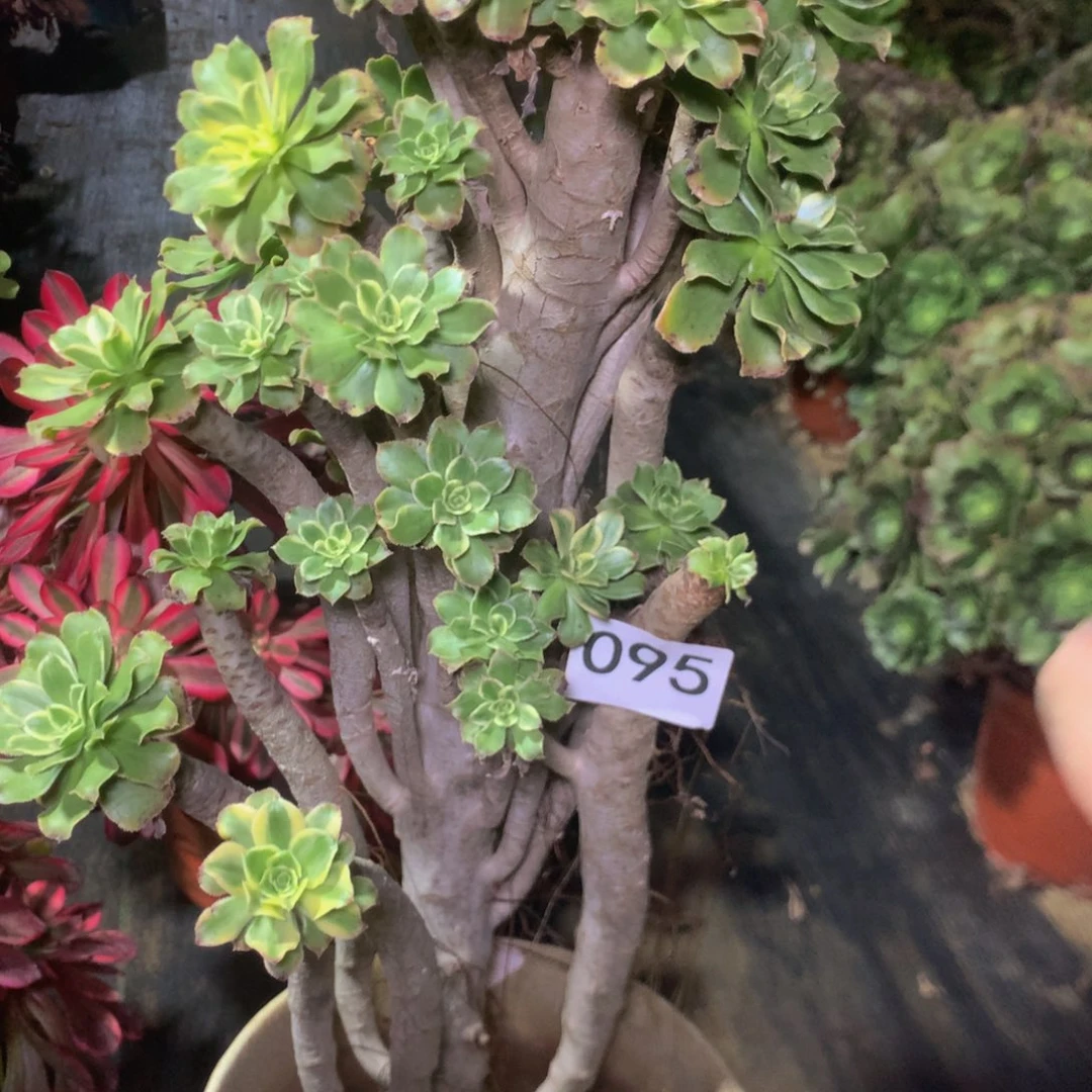 宝*人095艳日伞多肉植物