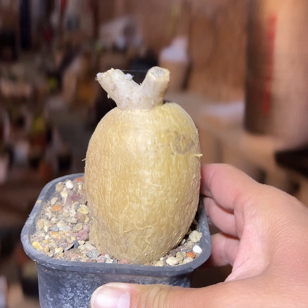 黑龙块根一物一拍