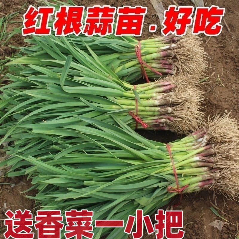 （送香菜）河南霜打红根蒜苗新鲜现挖大蒜苗青蒜苗应季新鲜蔬菜包邮