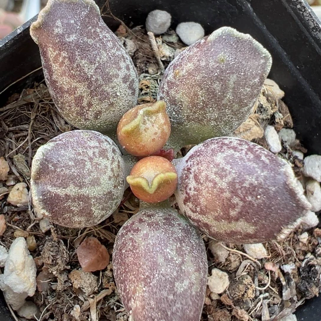 小树三代紫海豹多肉植物水泡