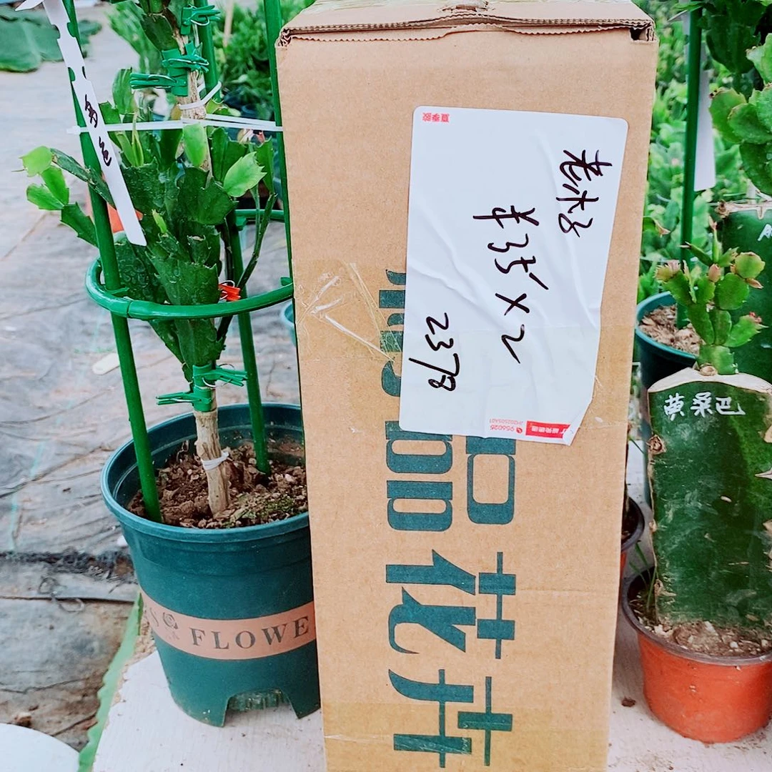 勇***气无花朵大花蟹爪兰