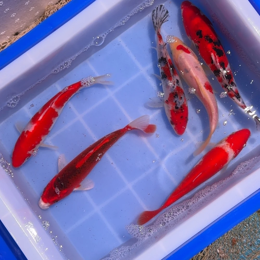 海水鱼精品锦鲤大放漏