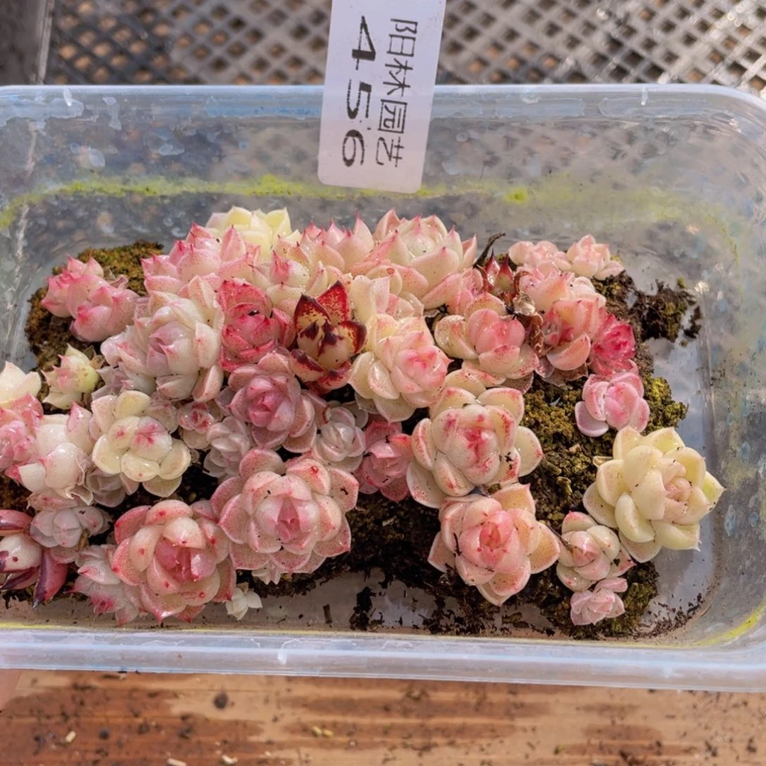 多肉植物多肉植物456