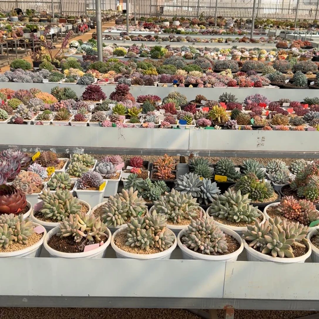 补发一个火焰山锦，售后链接