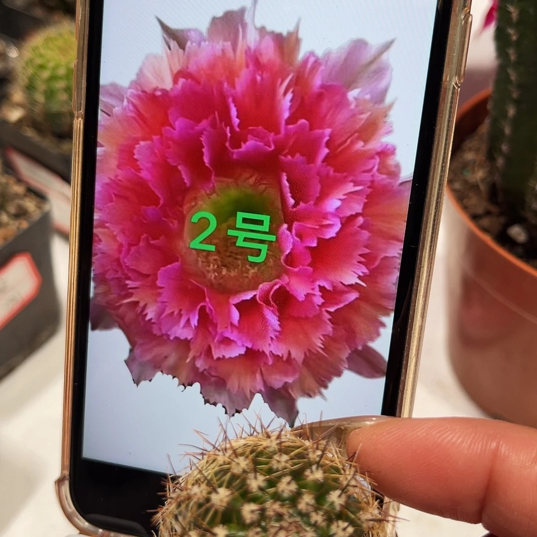 彩草2号羽毛测芽2.5公分左右