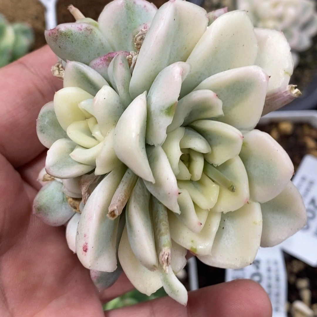 雪鸢锦    小方花圃一物一拍