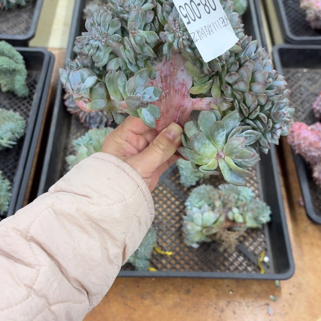 布****布08.005突尼斯树缀