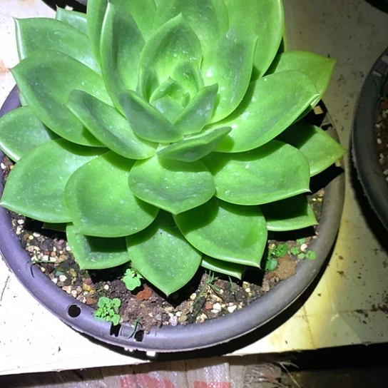 美肉特价活动开始啦