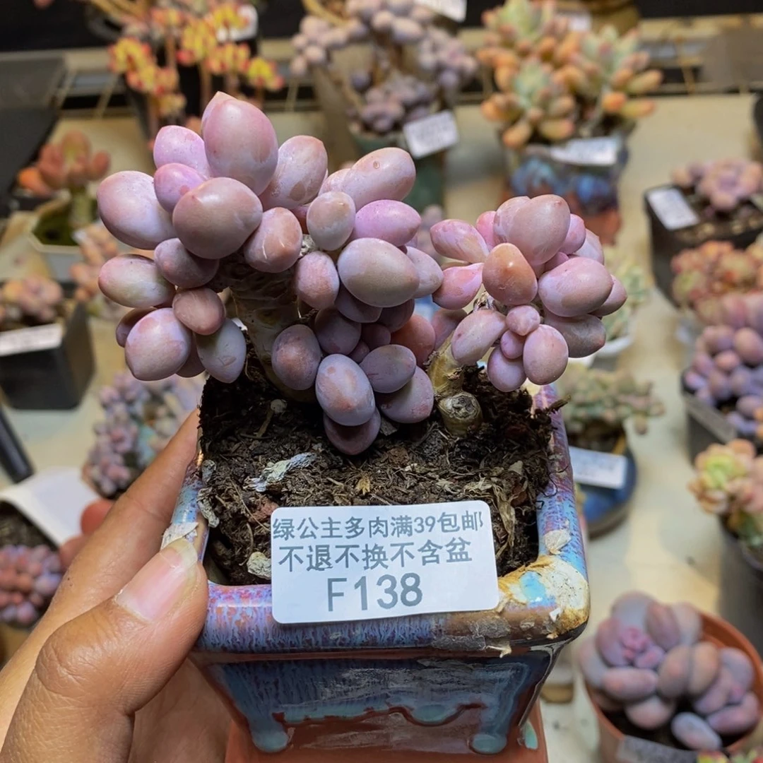 138丸叶汤圆多肉有断枝