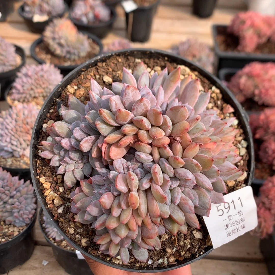 12.5厘米底切双排紫皮石榴籽缀 5911