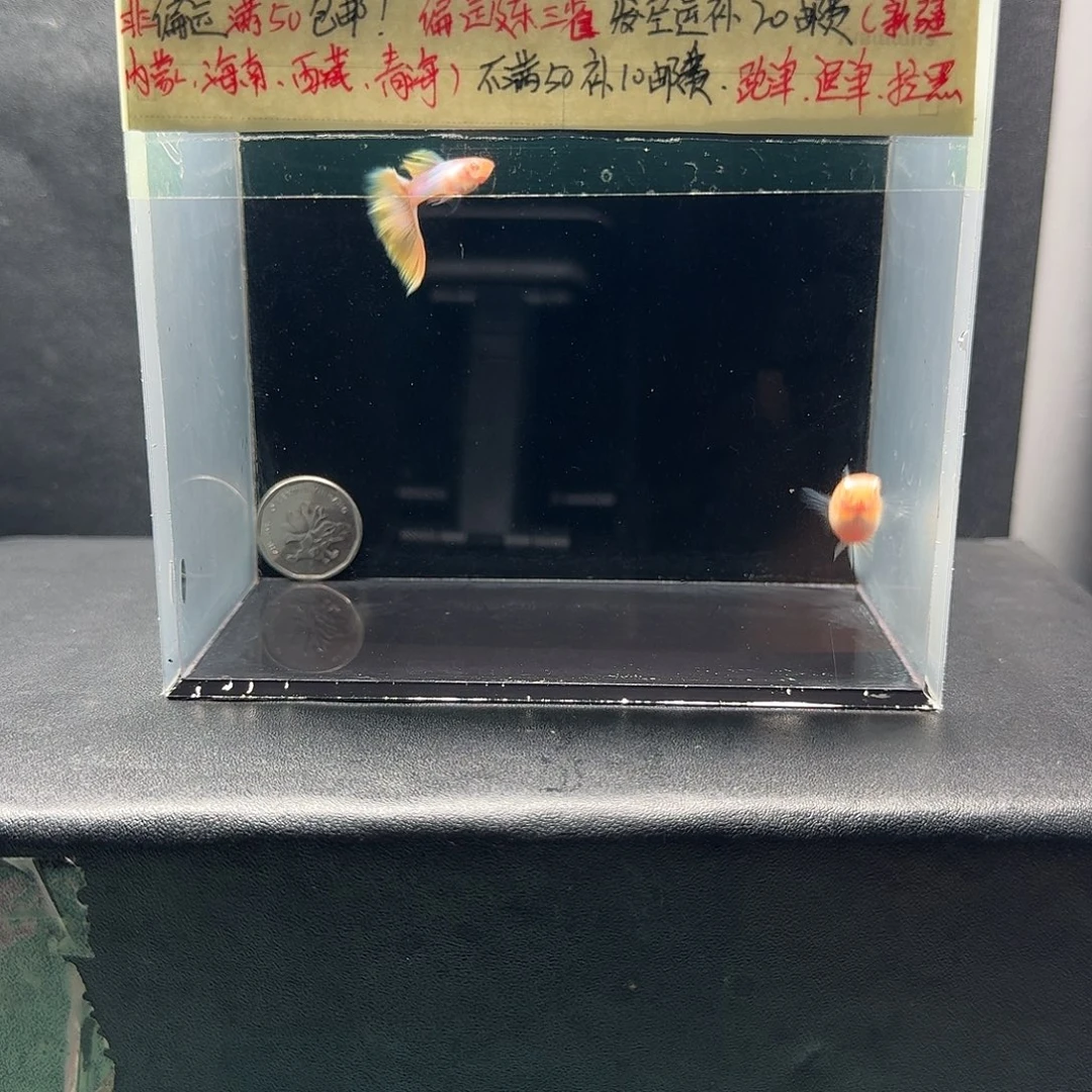 孔雀鱼炫彩一对极光