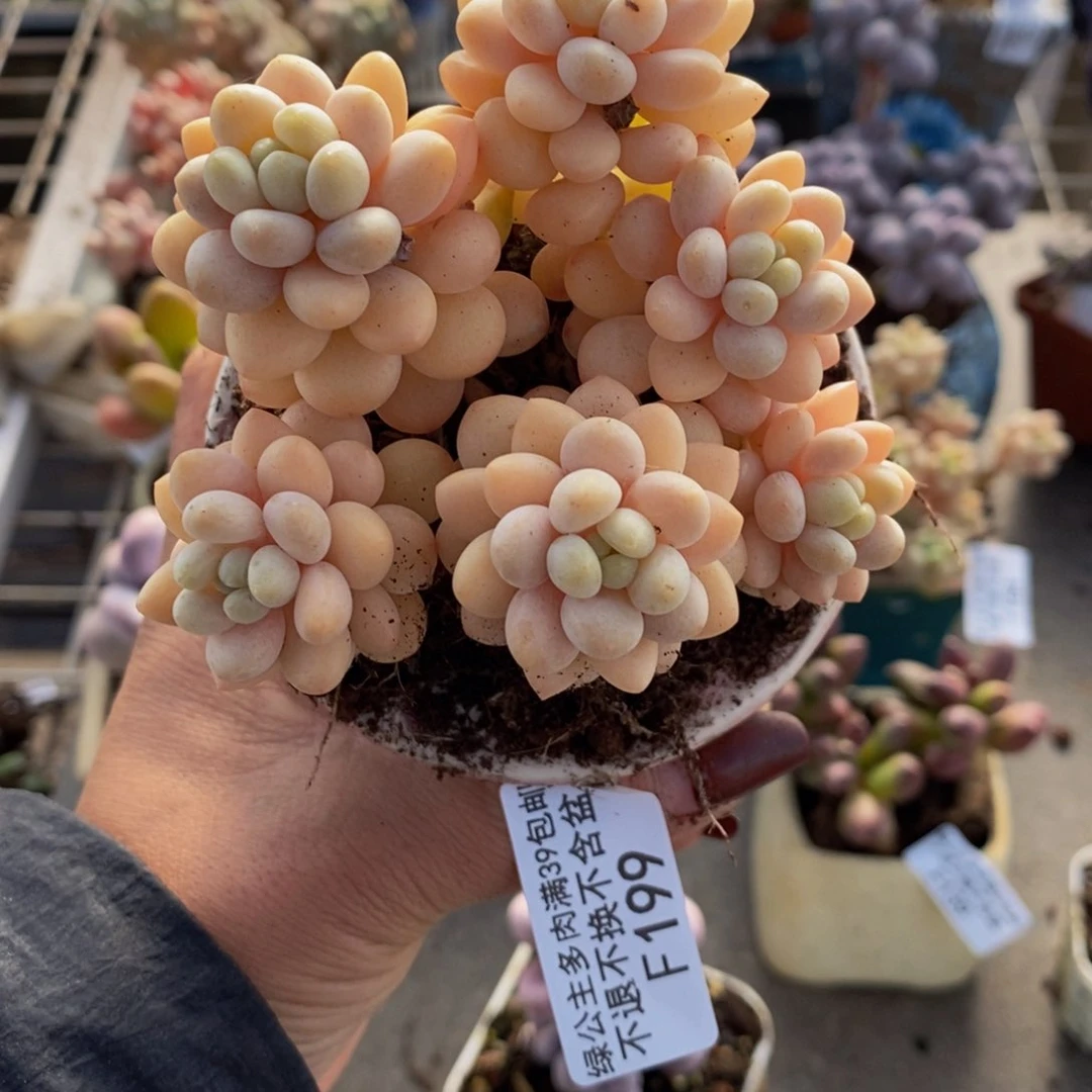 洛可可199/7vm运输掉叶