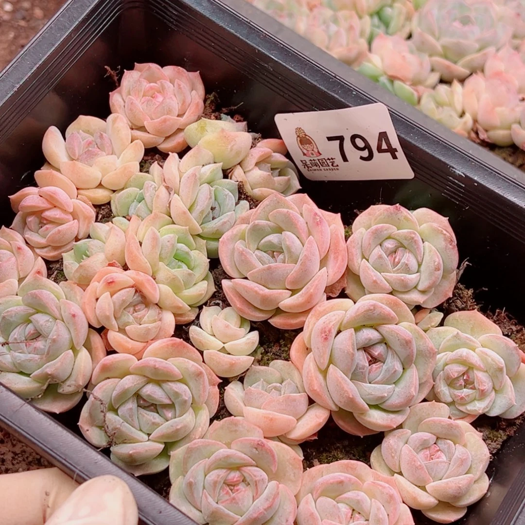 小***乖多肉植物多肉植物