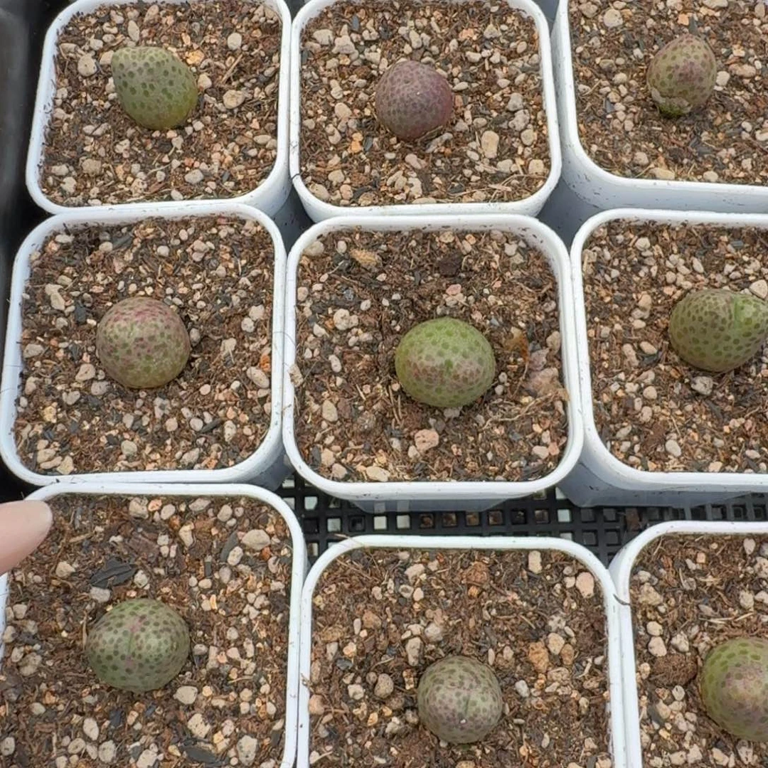 955D斑马福利一颗