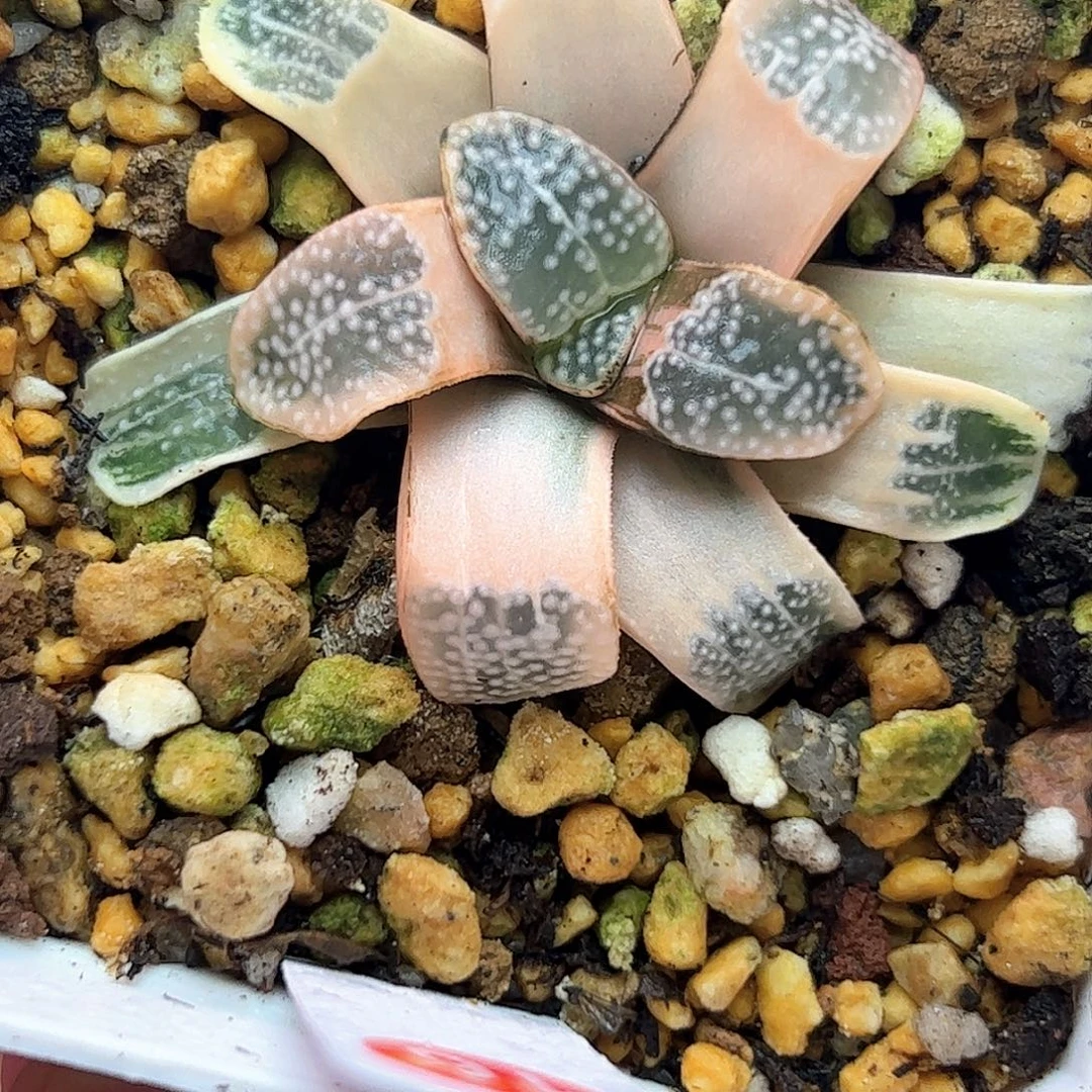 糊斑点点寿母本锦十二卷多肉植物