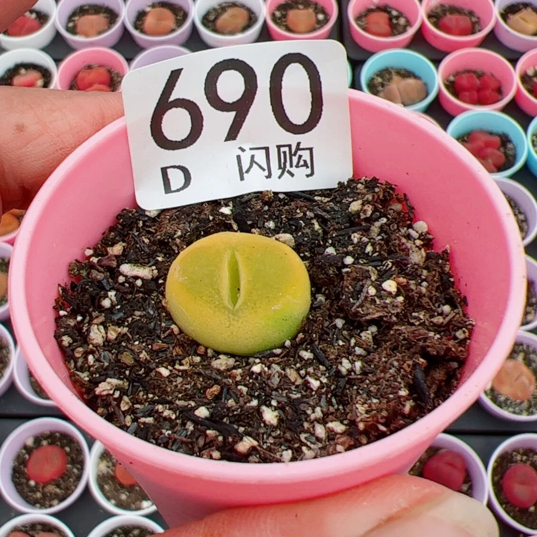 无花朵玉*汁我很喜欢这个D690