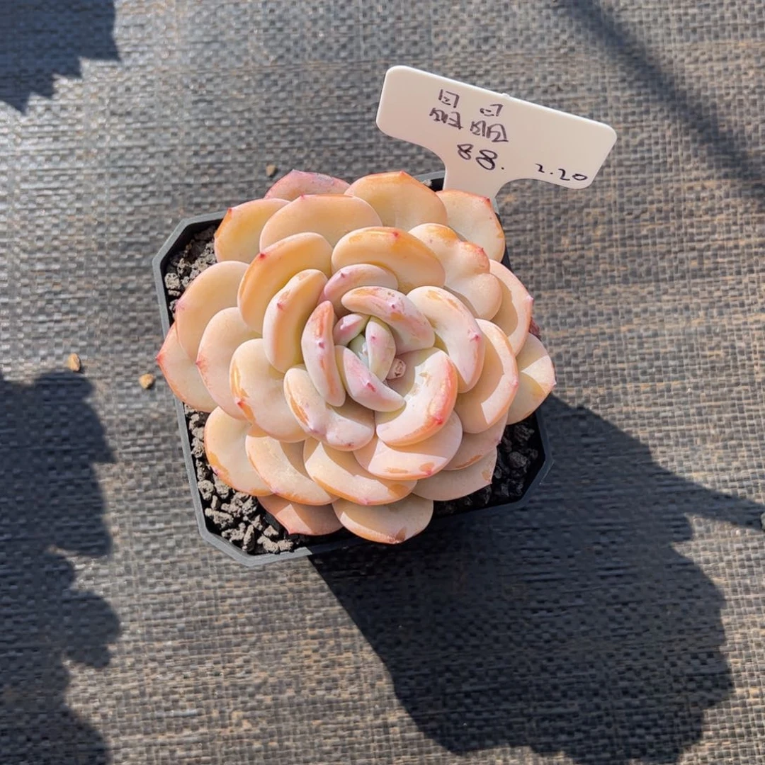 张张精品多肉晶晶