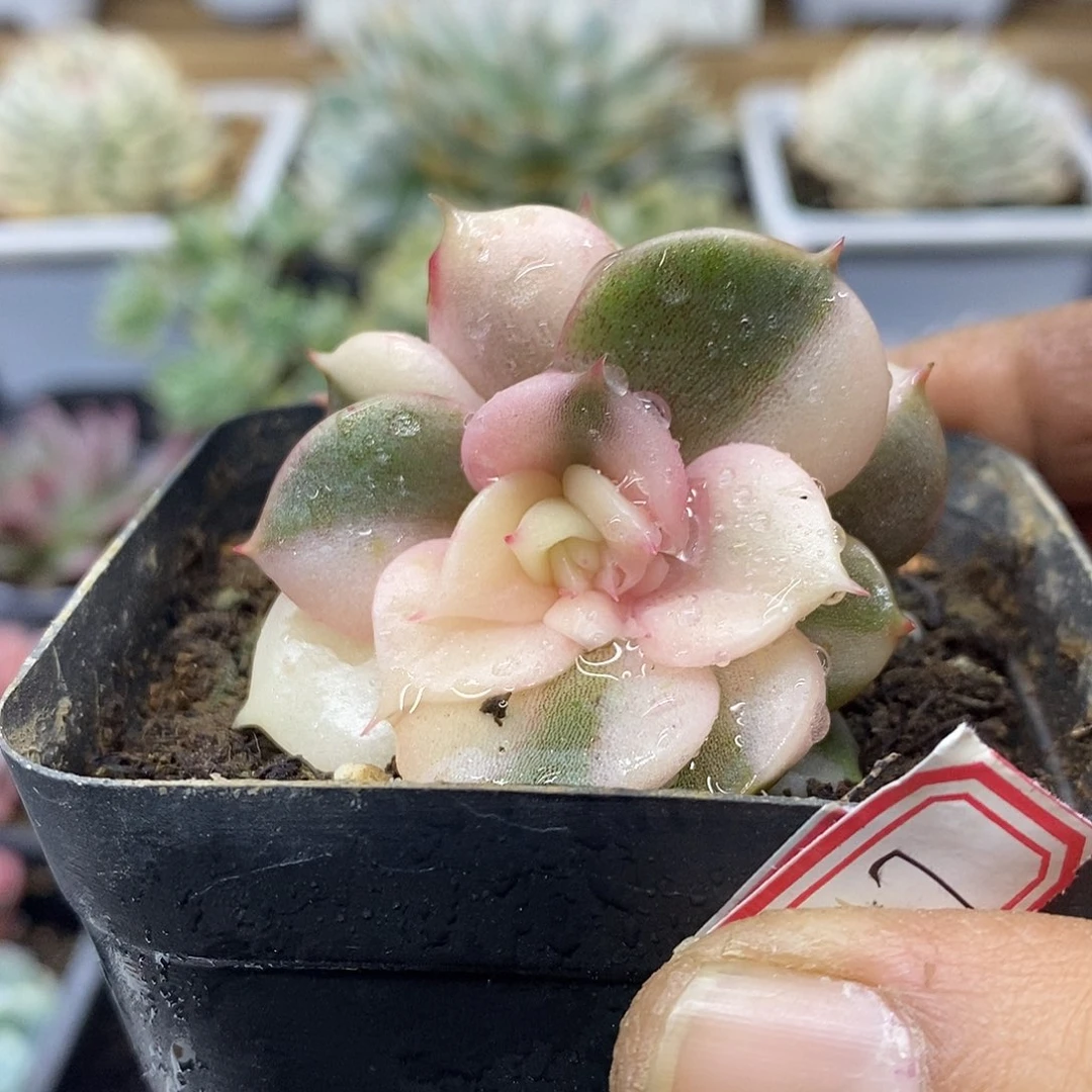 07217 贝加尔湖花脸锦