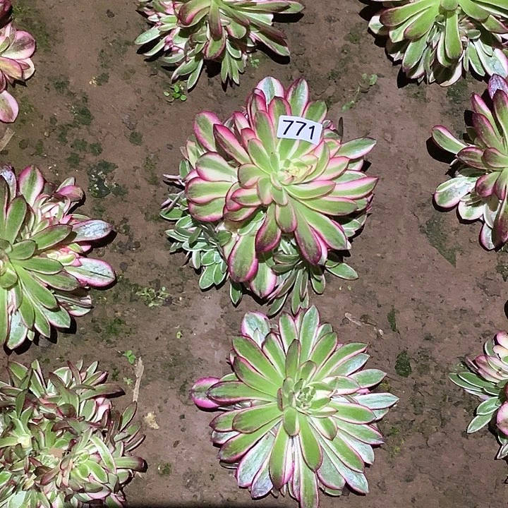 爱****逗多肉植物法师770倾城，771荔枝