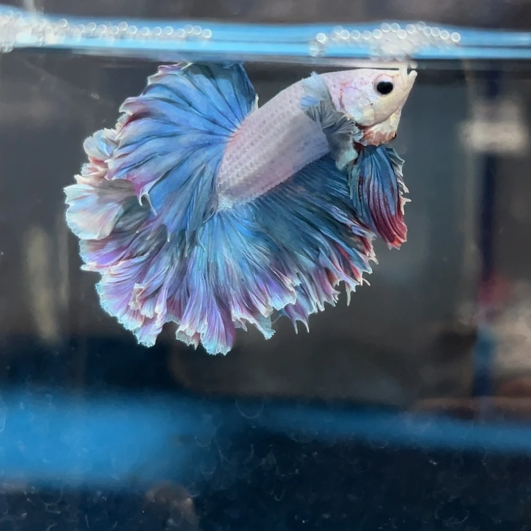 斗鱼68号小飞象莫奈睡莲油画福利