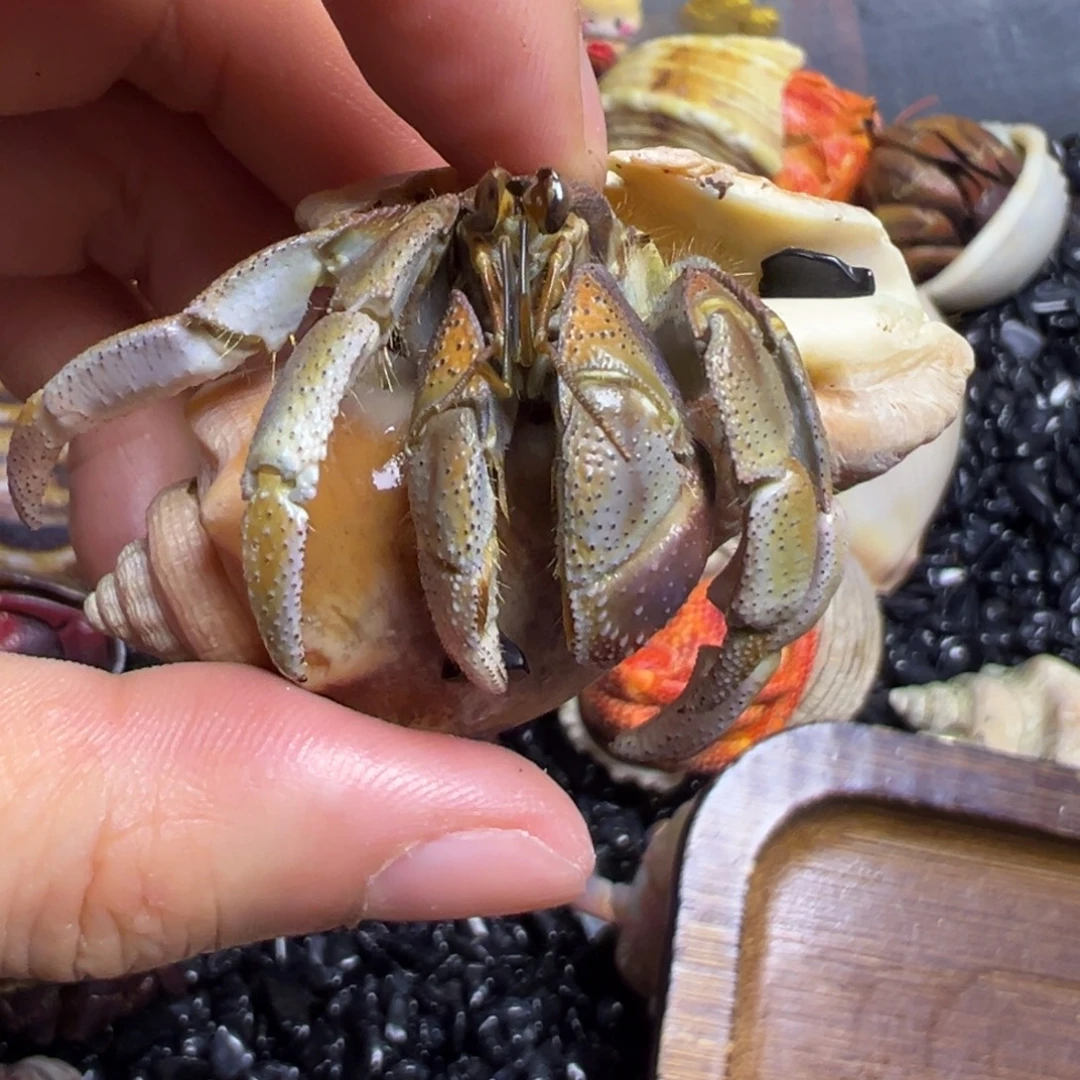 爬宠陆生寄居蟹2.3口