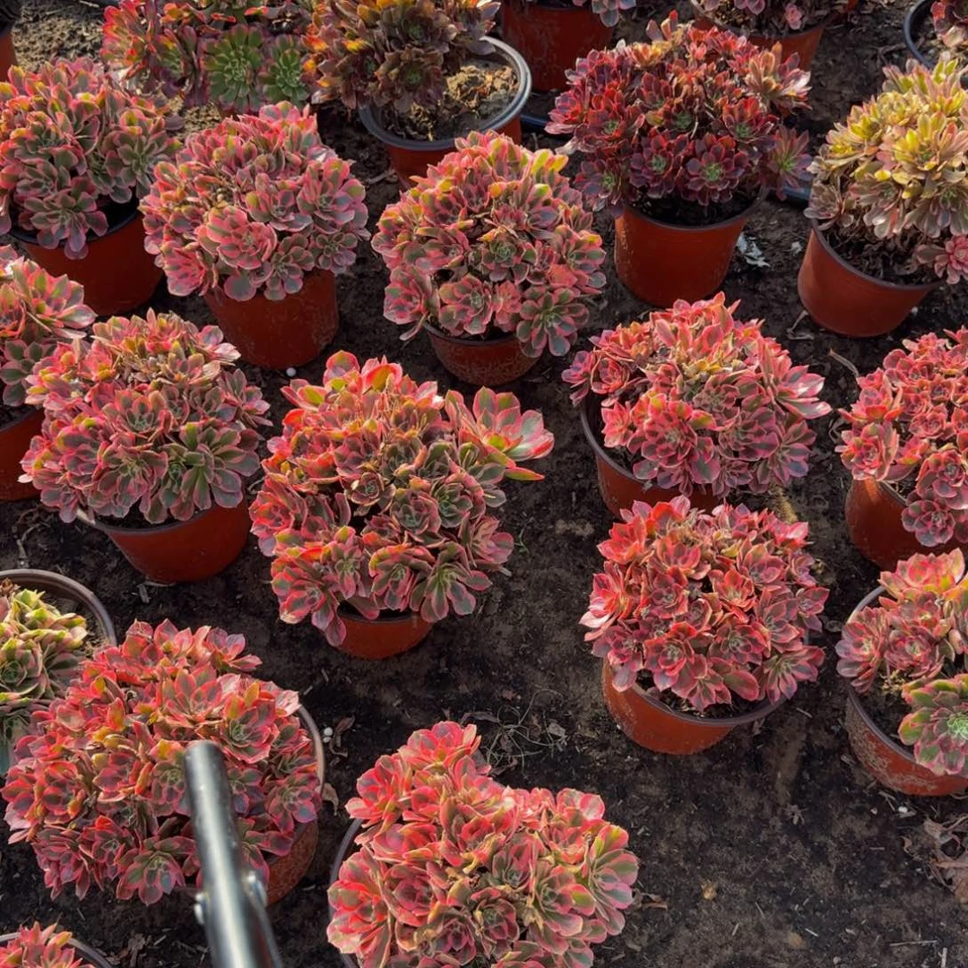 法师多肉不包损粉女郎5元量拍