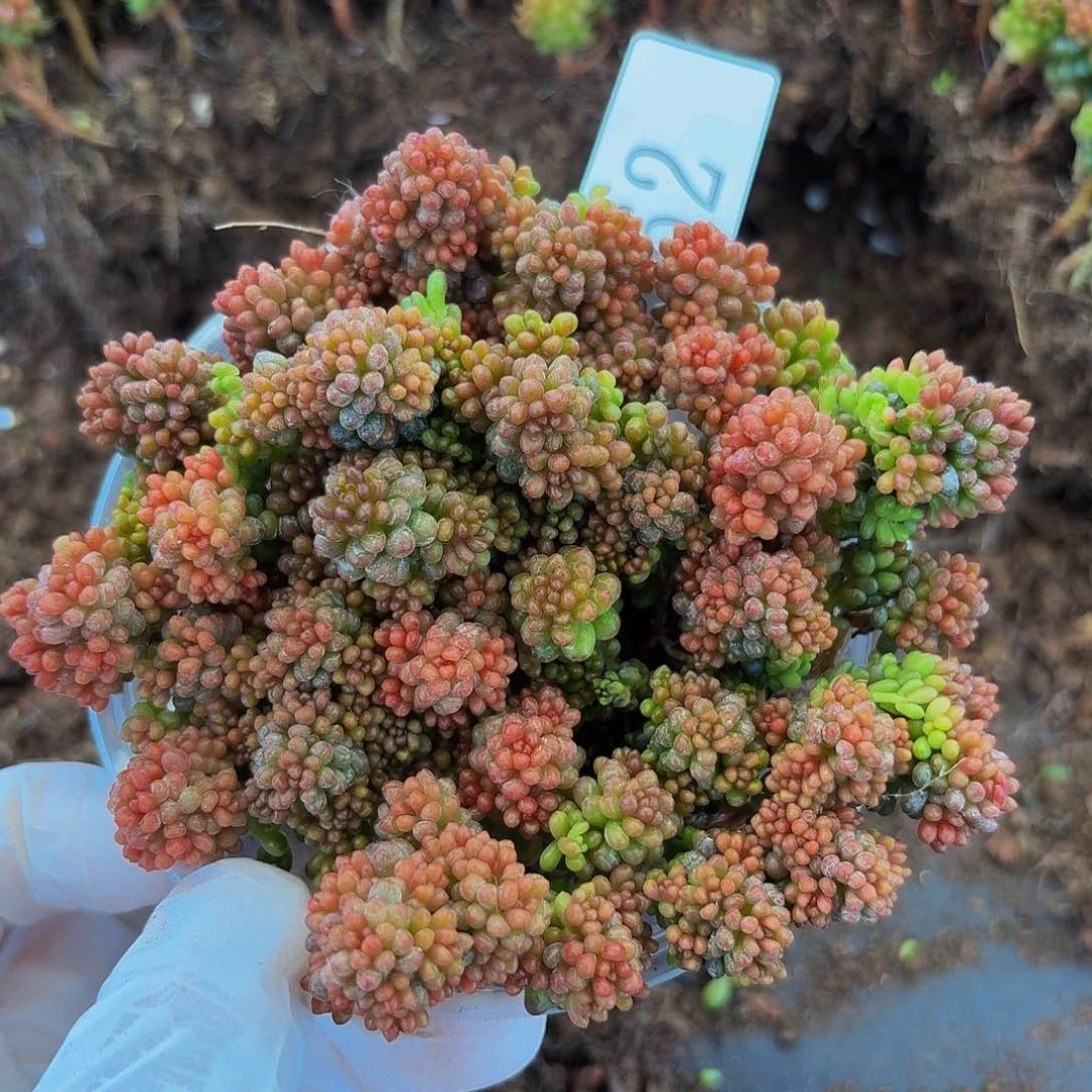 多肉植物多肉植物62