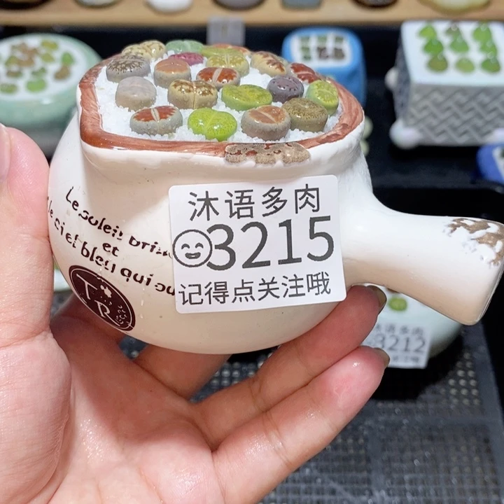 精美盆栽 一物一拍 3215