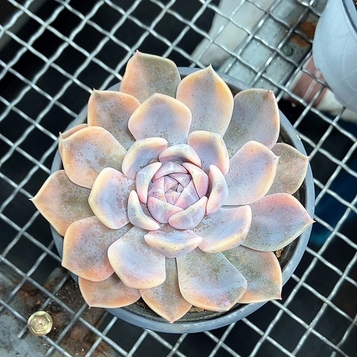 汉堡锦多肉植物的